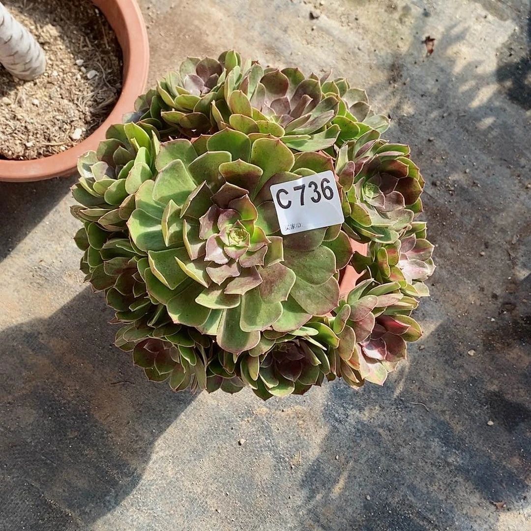 抹茶736多肉11111