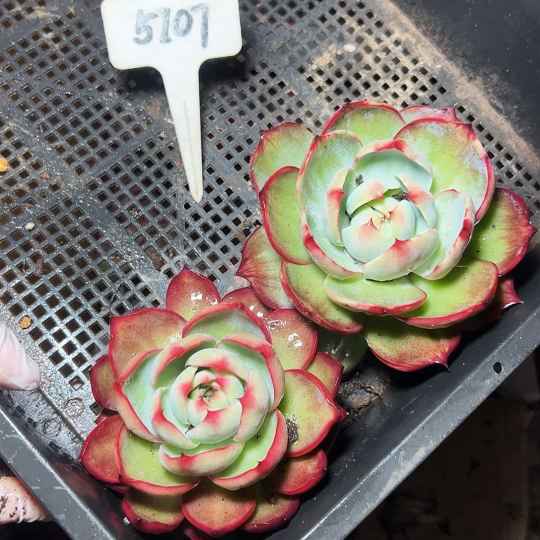 小****惊鸿仙子两颗5107号