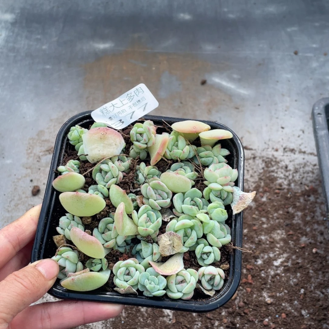 爱****菇糕大上多肉植物377