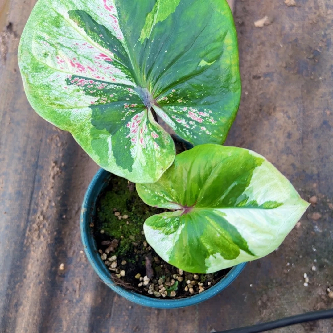 无花朵变异白锦大富翁025