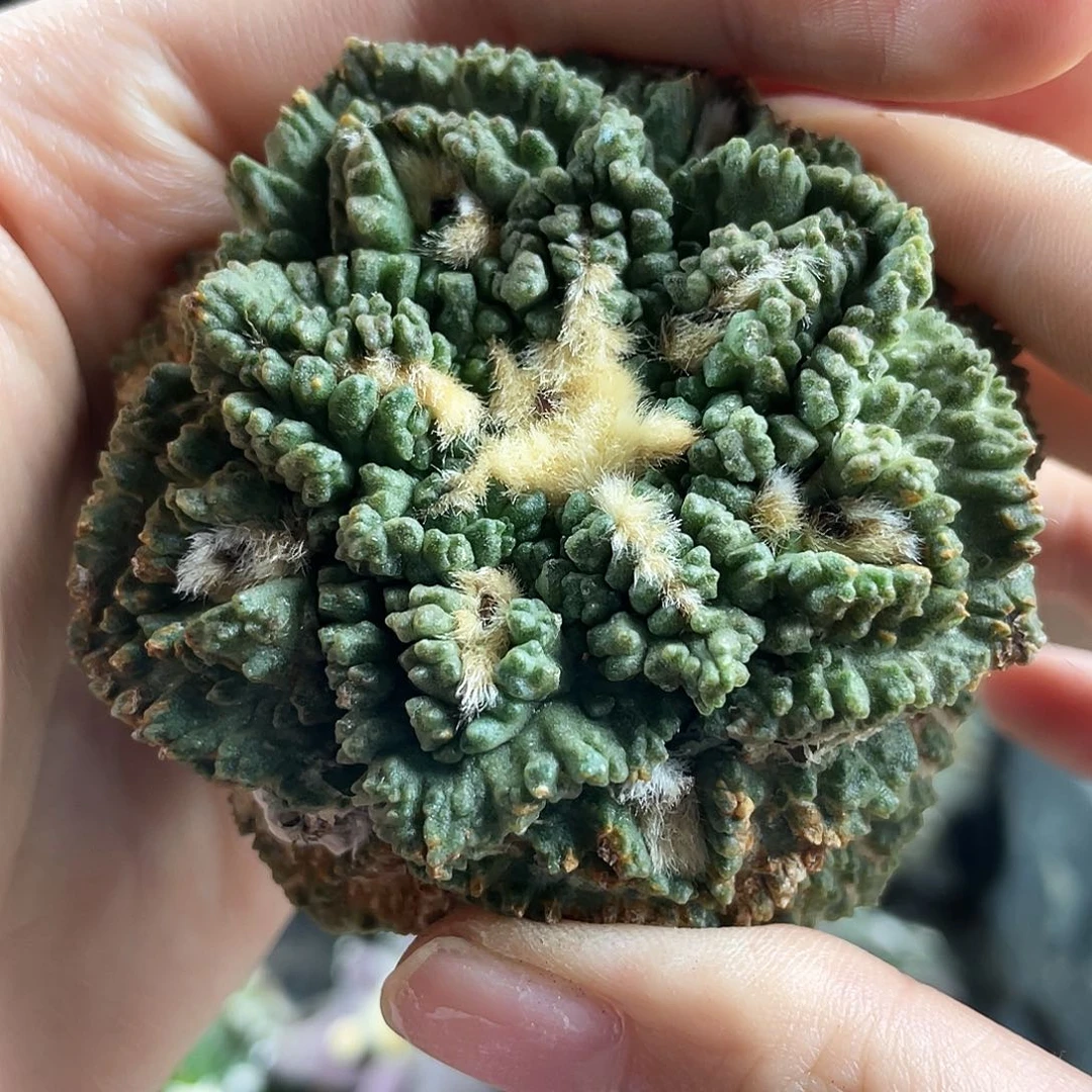 2日17号战损龟甲牡丹福利