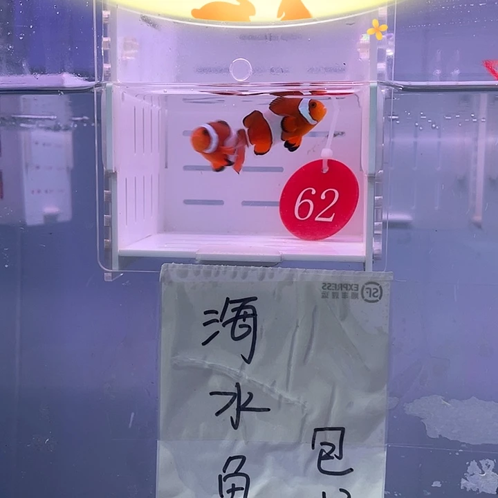 海水鱼精品公子小丑鱼