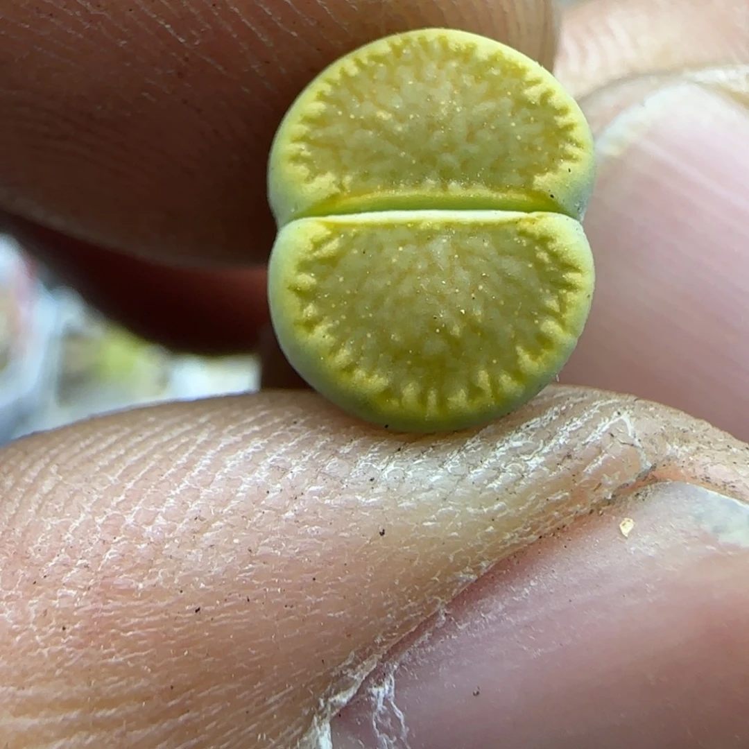 817 生石花大棚直播