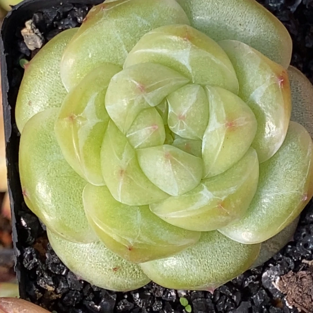 天官赐福百无禁忌