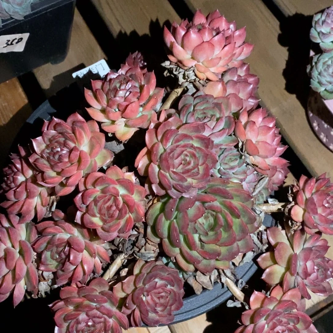 三***王不包整散掉头6376~20厘米