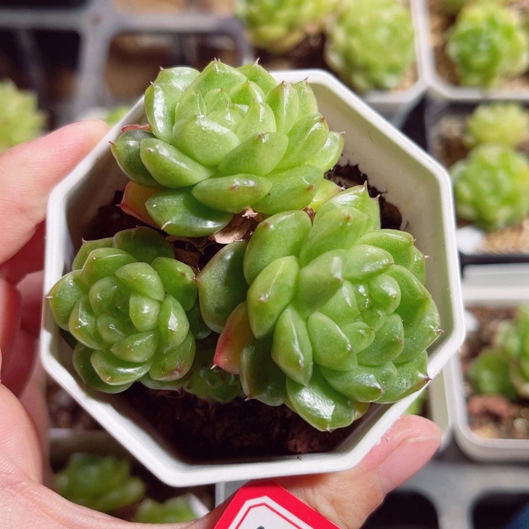 香***版B768 一物一拍 泡泡龙