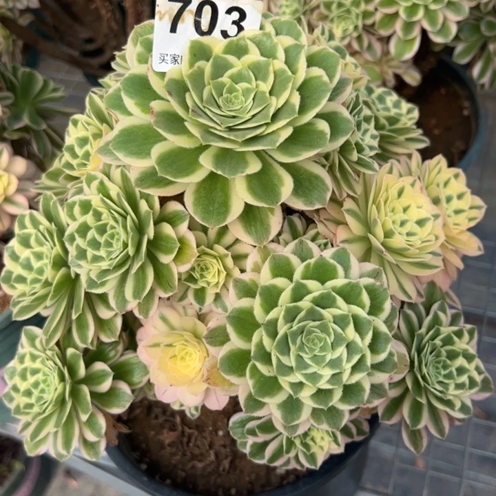 703碧玉25厘米左右