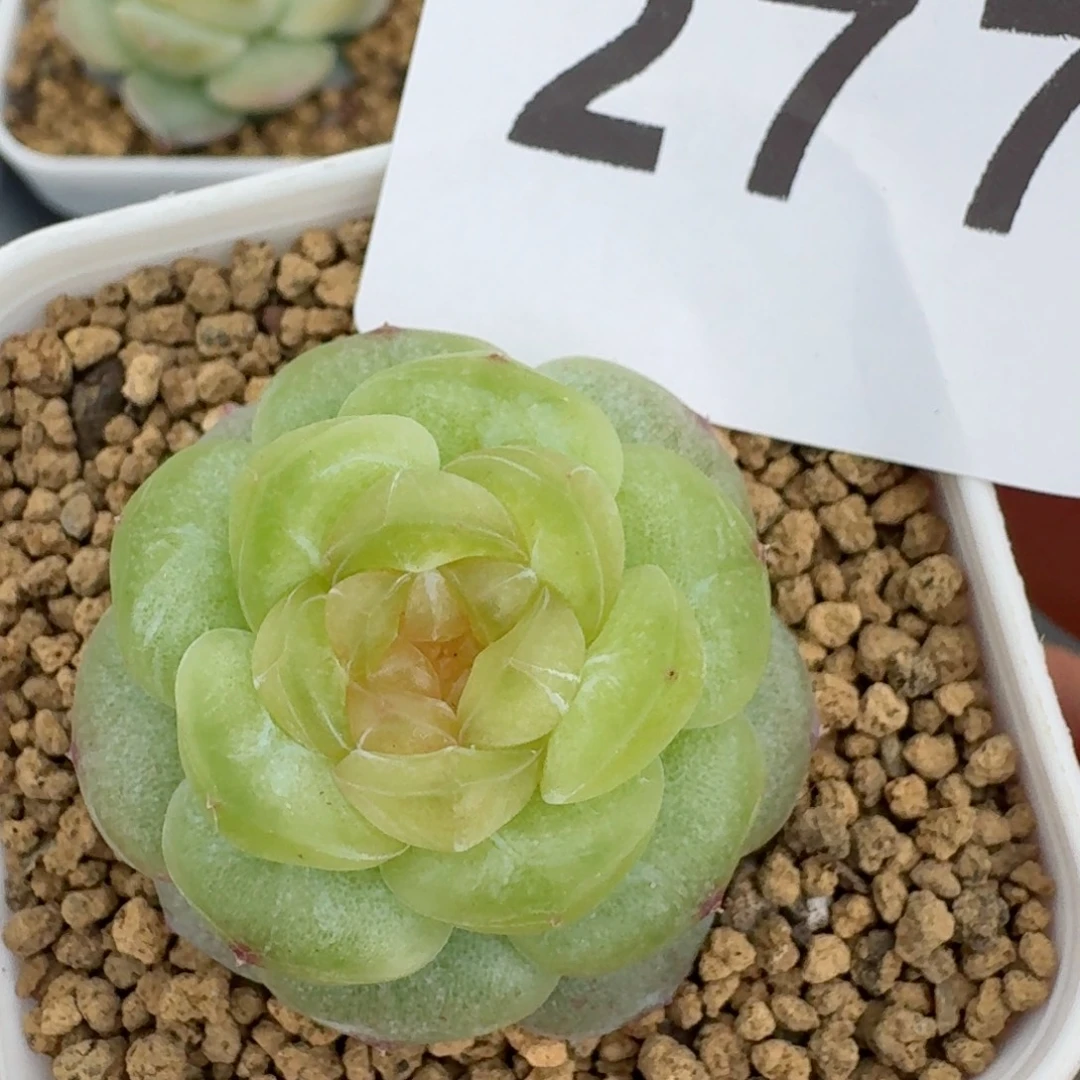 宽叶珍妮        精美多肉植物