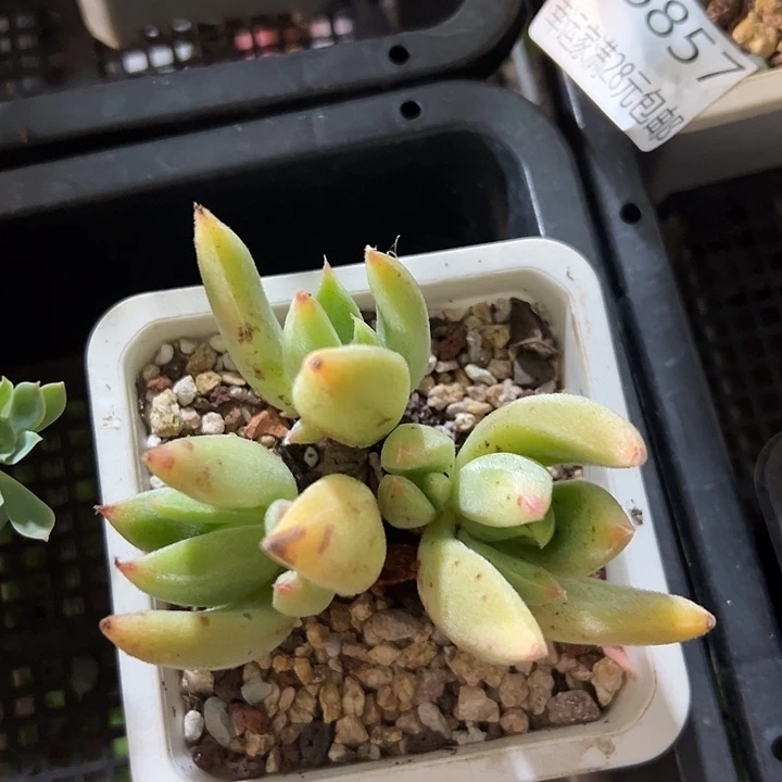 幸运的是我还没遇到过