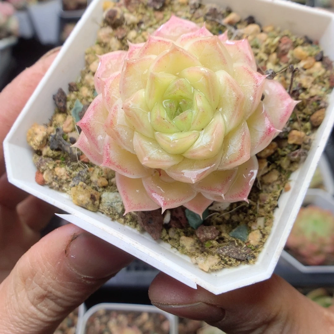 无花朵R142 yyyyyyy