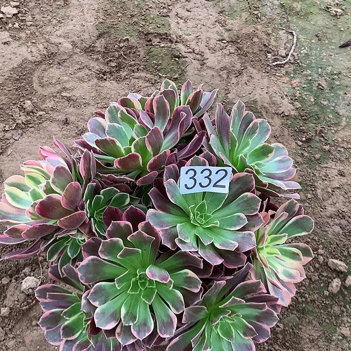 无花朵332金丝缺多肉植物