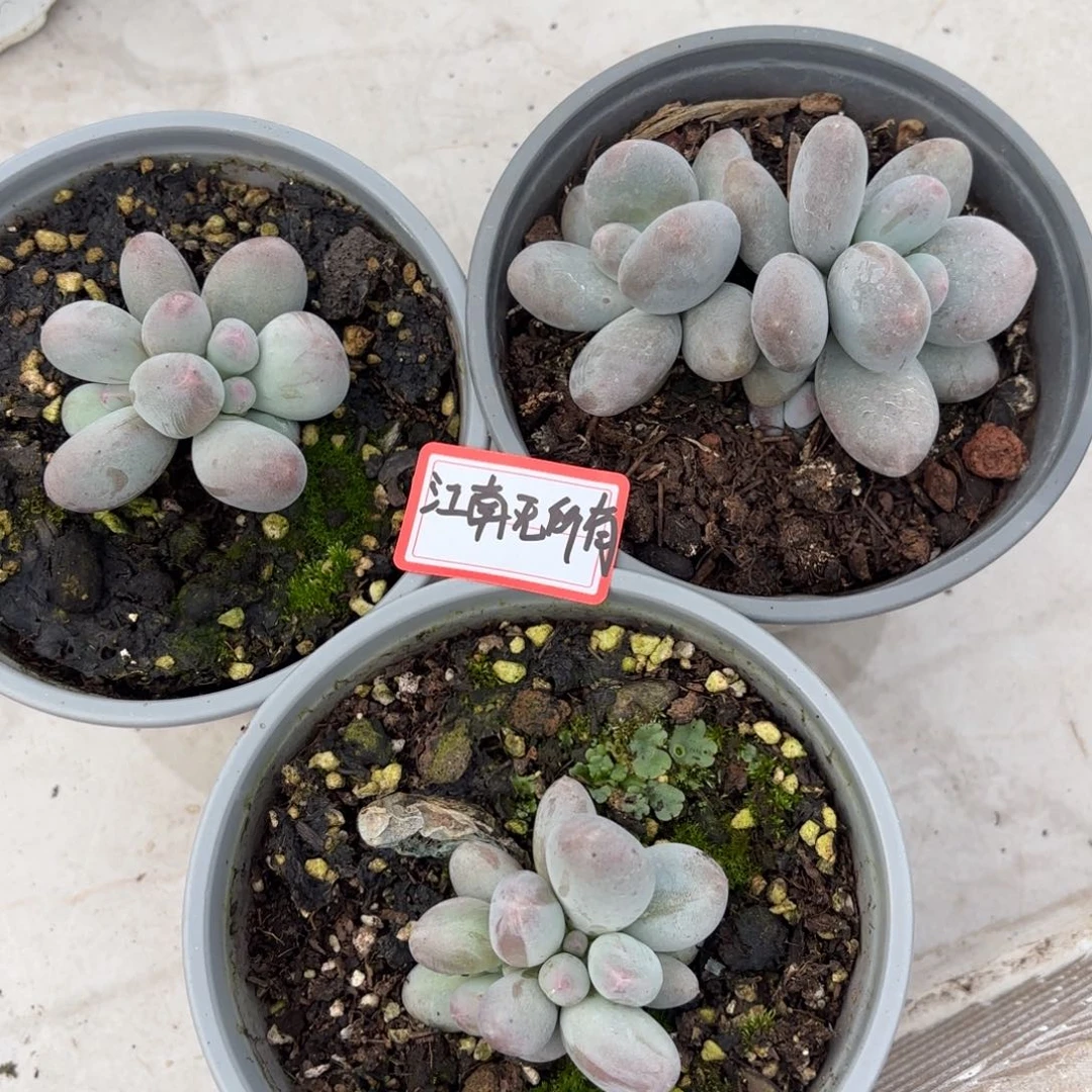 江***有米可奶三颗福利江南专拍9.17