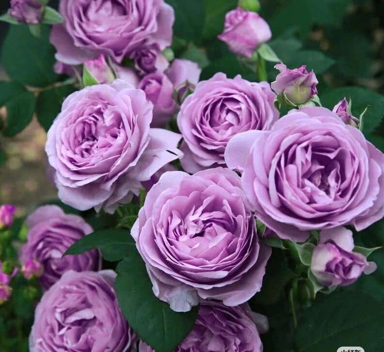 浅紫(水王星浪漫的玫瑰园一物一拍)