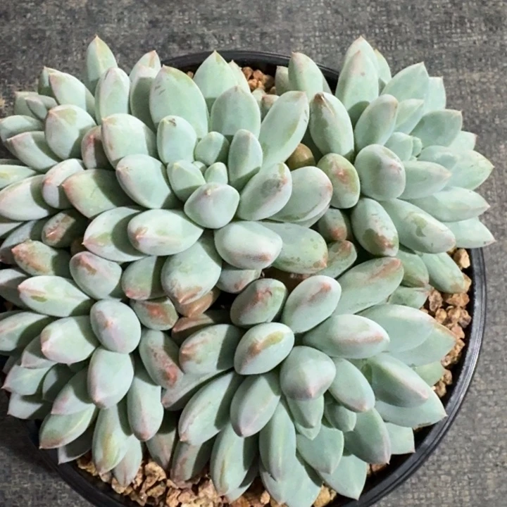 多肉植物奶糖群生