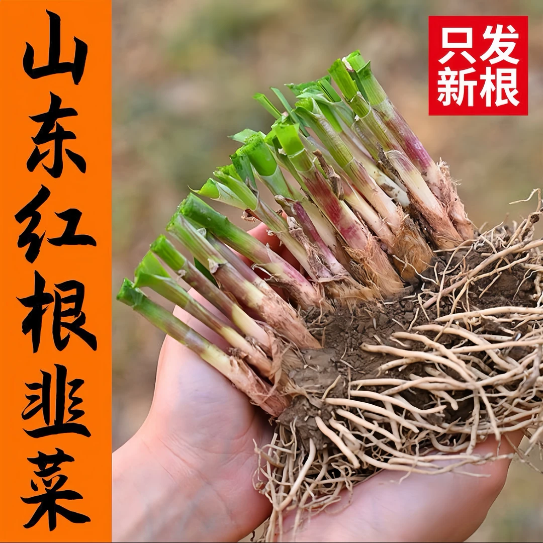 新鲜现挖宽叶紫根韭菜根苗阳台蔬菜盆栽地栽正宗红根韭菜根苗