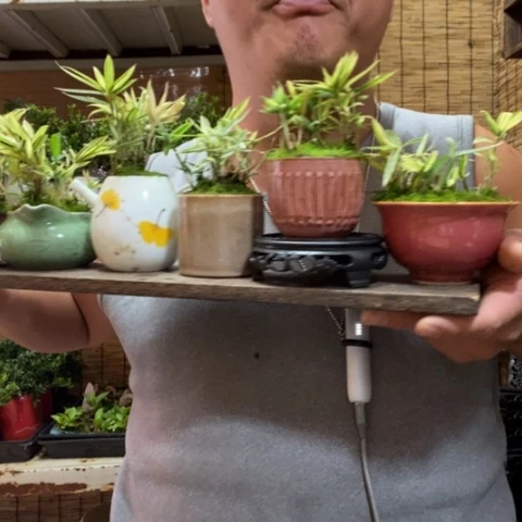 红陶圆托菲白竹一个器型随缘带盆发货