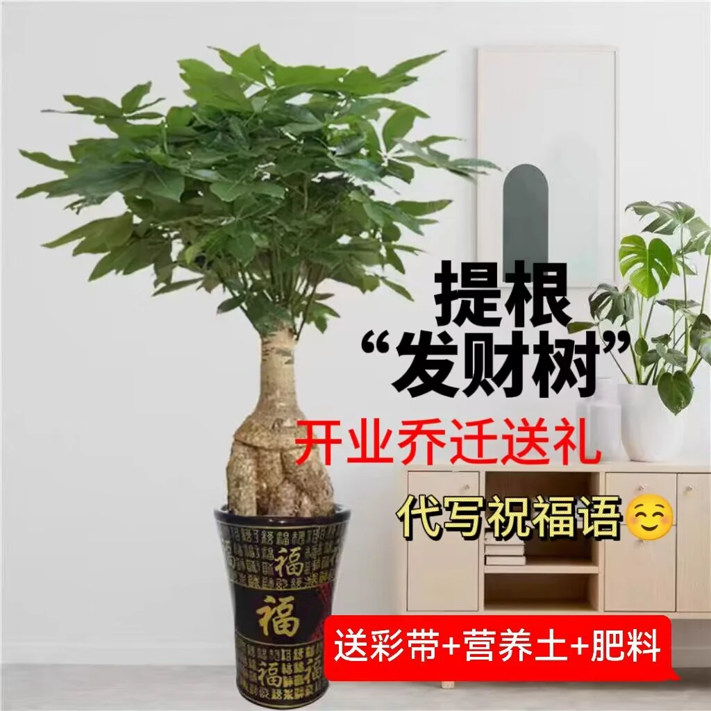 提根真发财树盆栽大棵客厅旺宅招财特大号盆景绿植花卉室内养易活