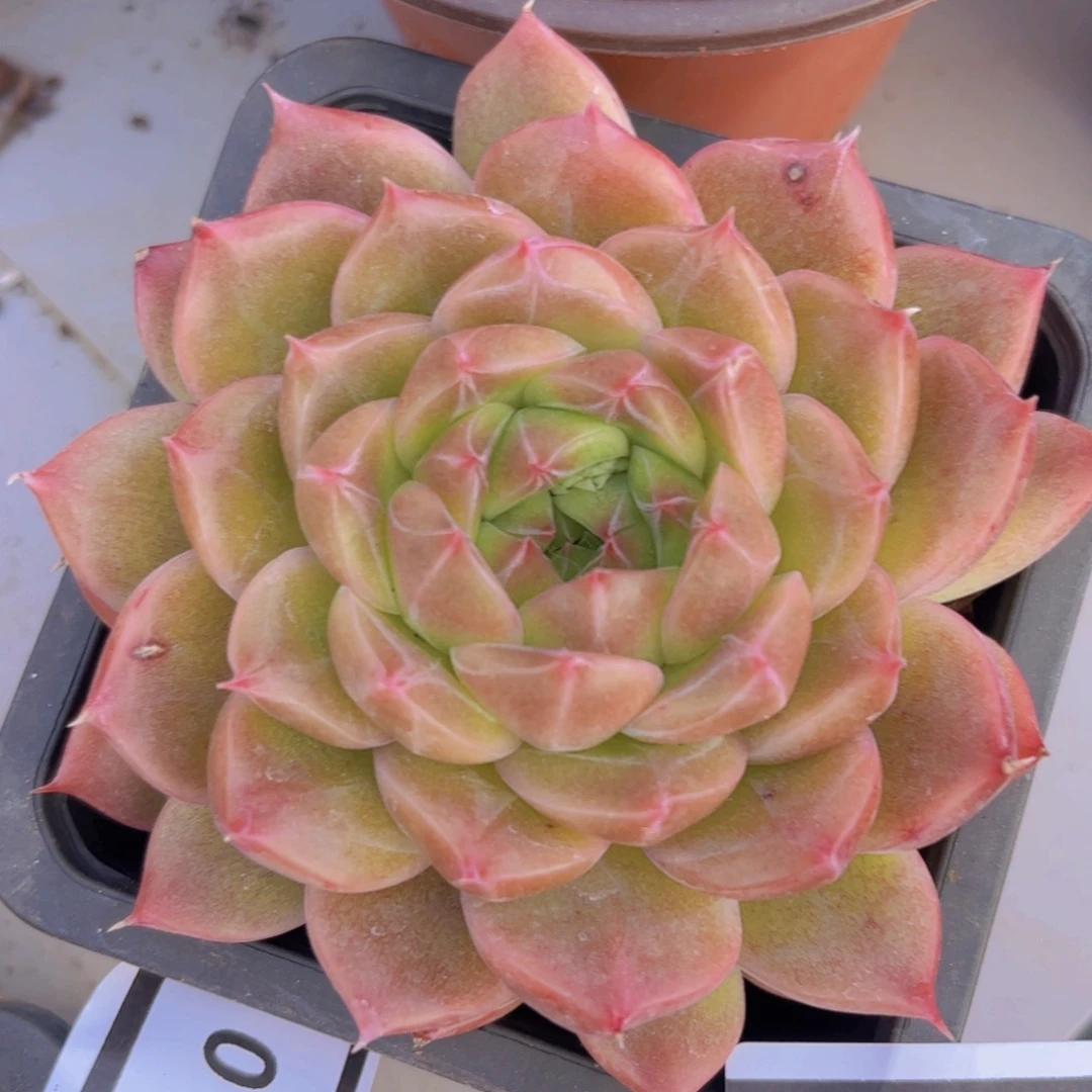 钻石珍妮0151多肉植物