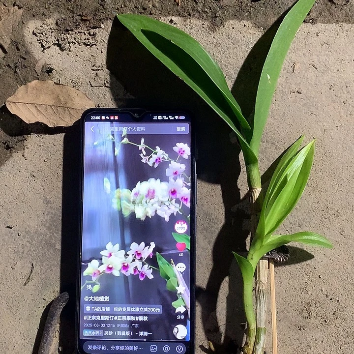 当前无花栽培后可以开花正宗克里斯汀一苗一芽