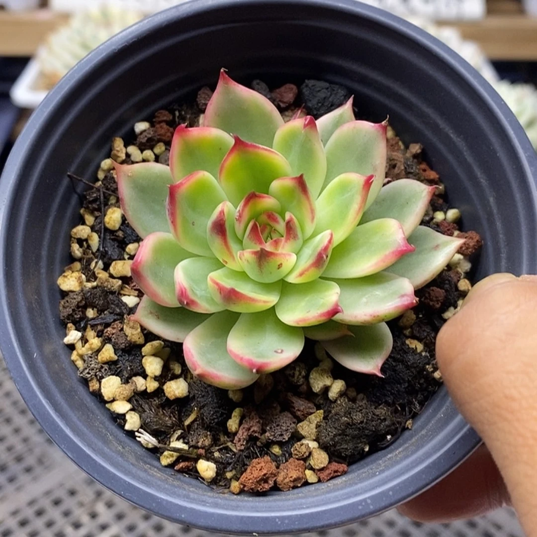 1853 桃花覆轮锦