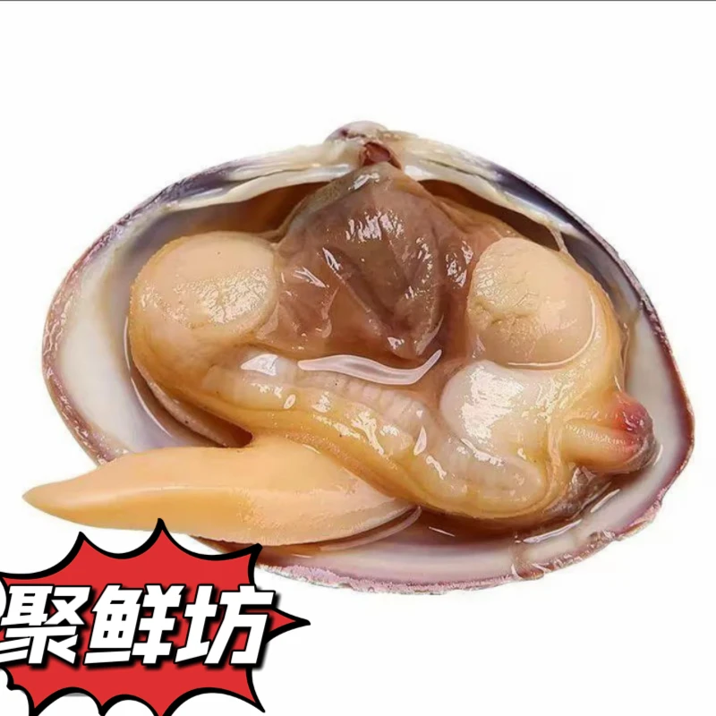 鲜活东港大黄蚬子顺丰发货海鲜