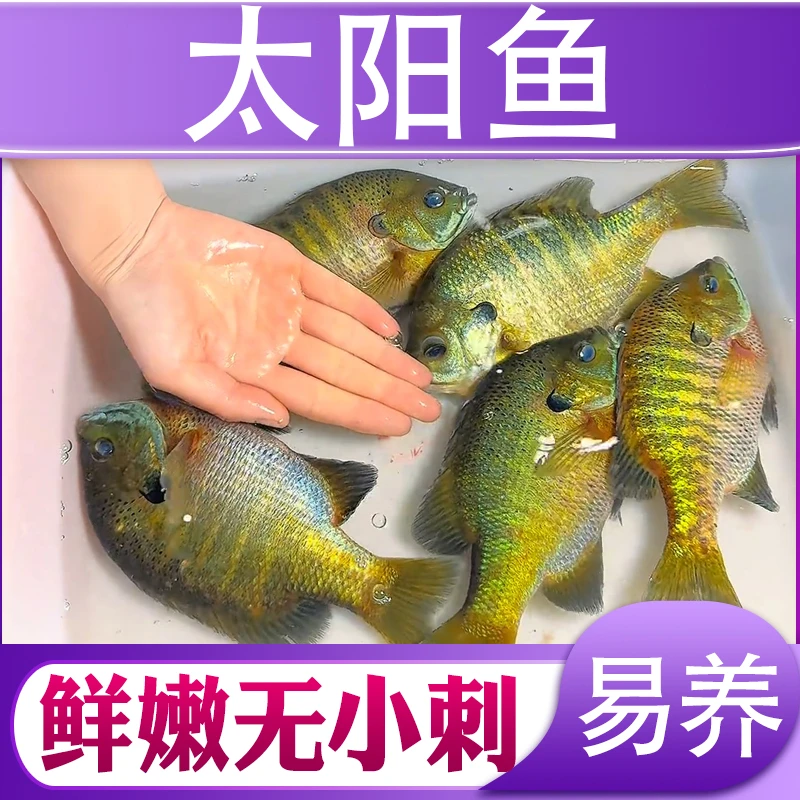 太阳鱼小鱼四川发货淡水养殖食用观赏均可