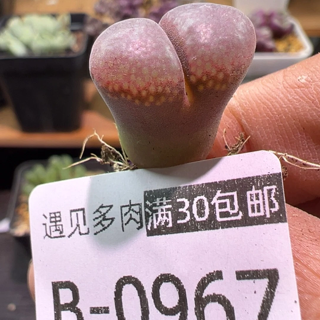 多肉植物1111111111111111111