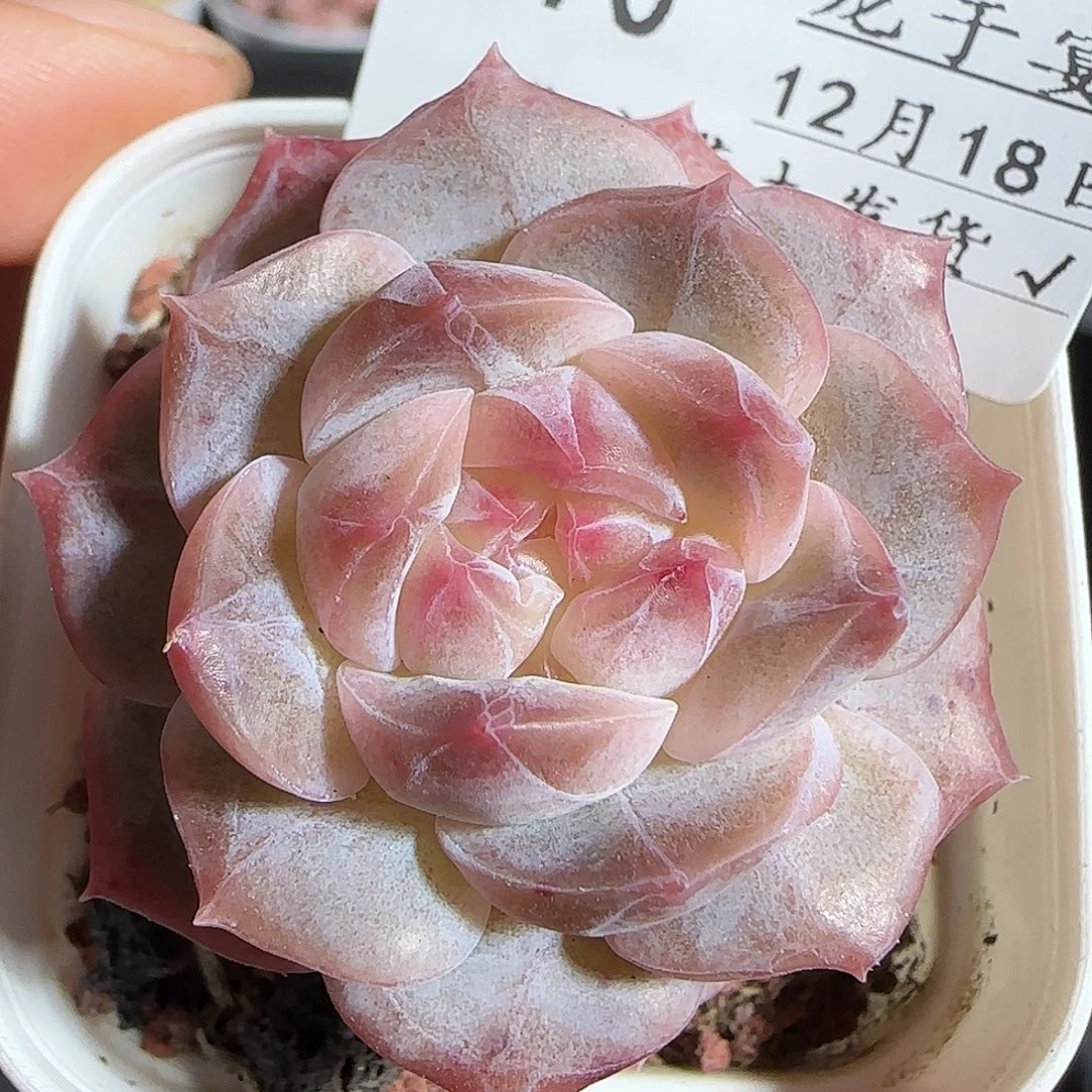 多肉1218-170福利