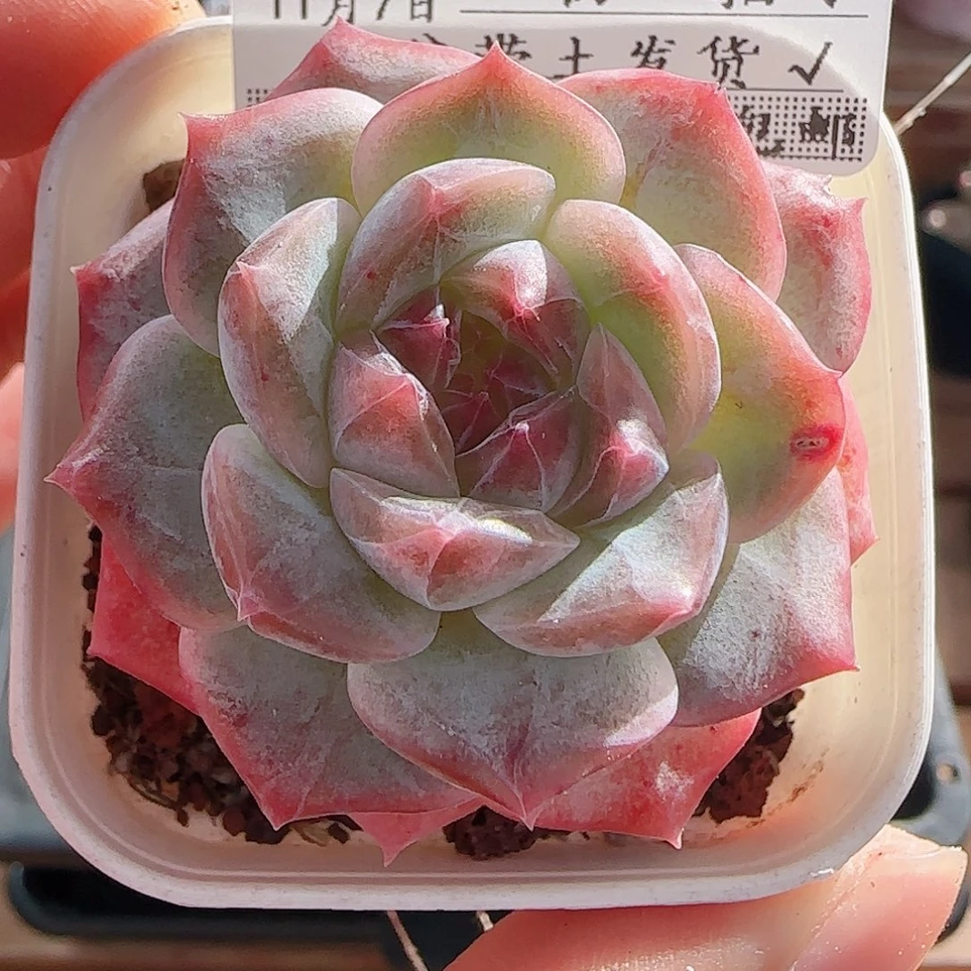 1107----110糖心糖心