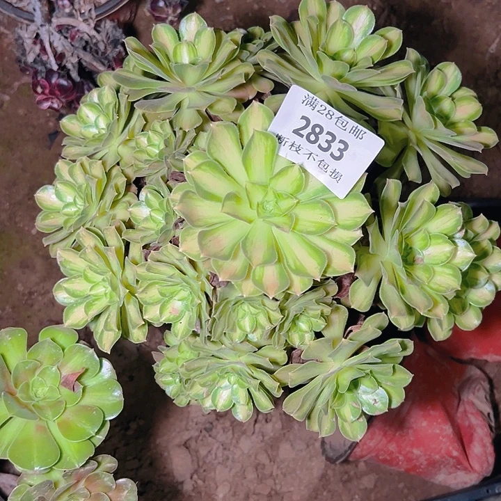 2833韶华多肉植物保护