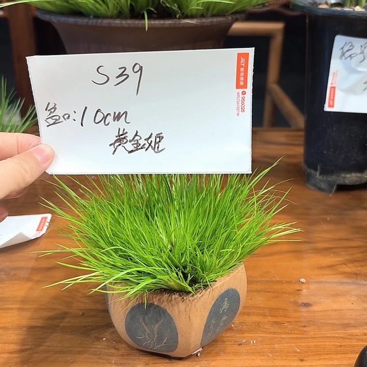 完全开放花卉种植