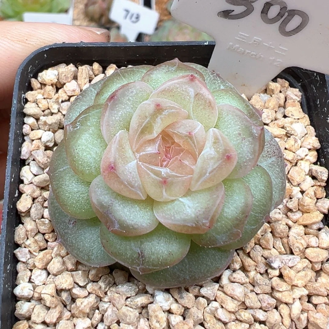 300号风花雪月系列仙音