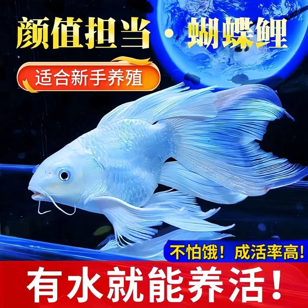 狮子头版台湾蝴蝶鲤纯种赛级白短球观赏鱼淡水活体发货