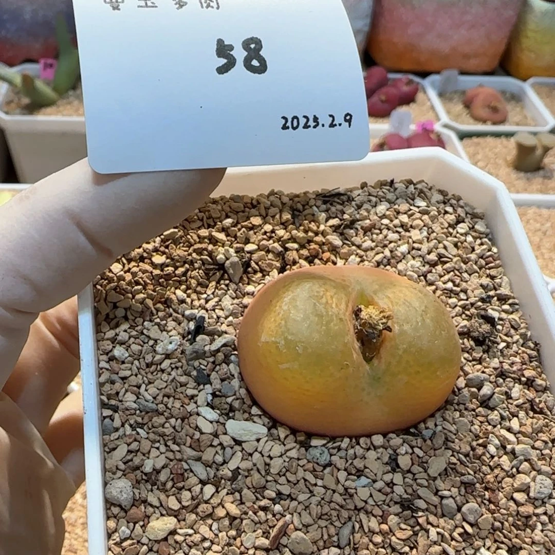 悠**主多肉多肉多肉2.9-058