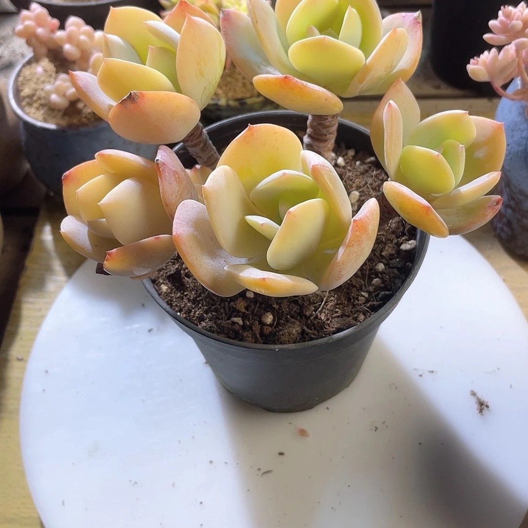 三*诺0415 白凤 六月六