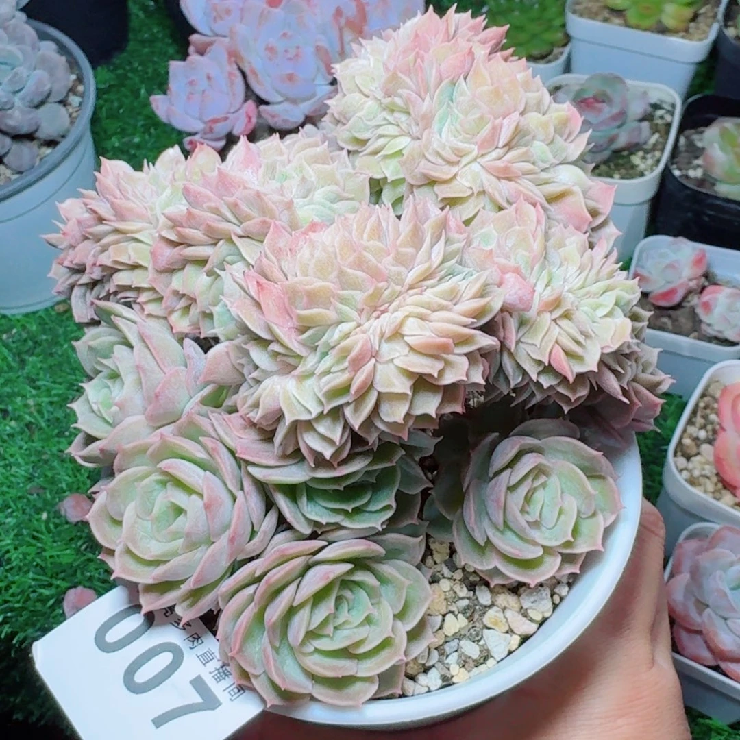昂斯洛缀化            精美多肉植物