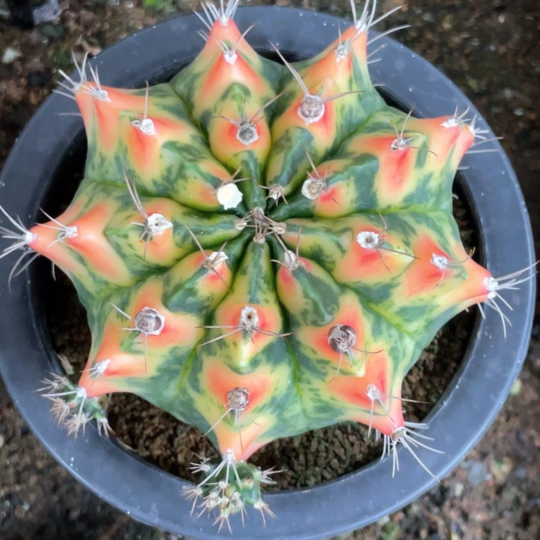 无花朵泰系实生根，虎斑米哈锦