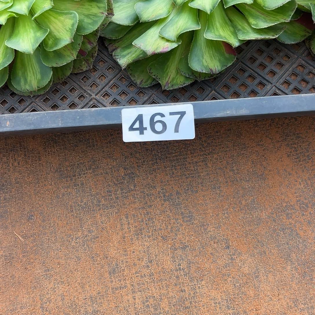 精品多肉植物467知否砍头
