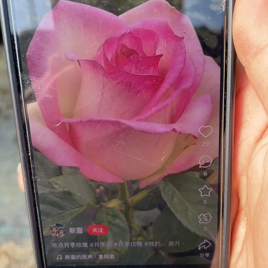 无花朵——-妆点 福利款