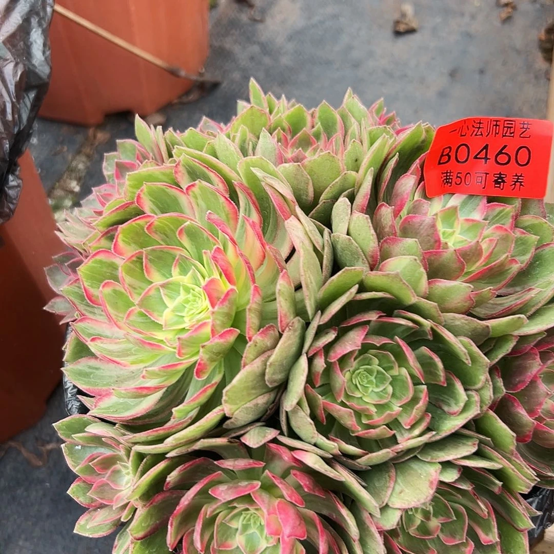 0460多肉植物万花筒