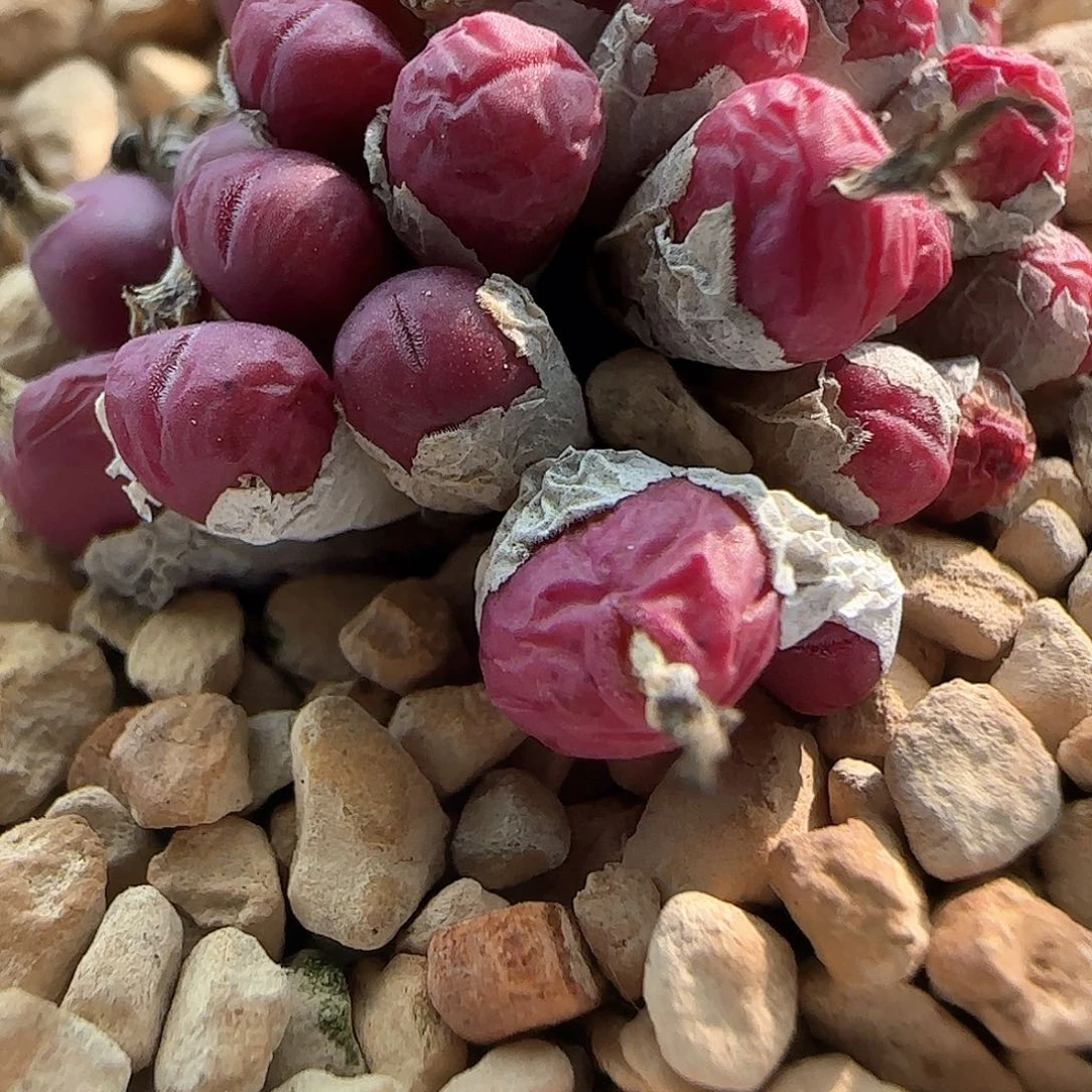 A****28包邮脱土发货27481