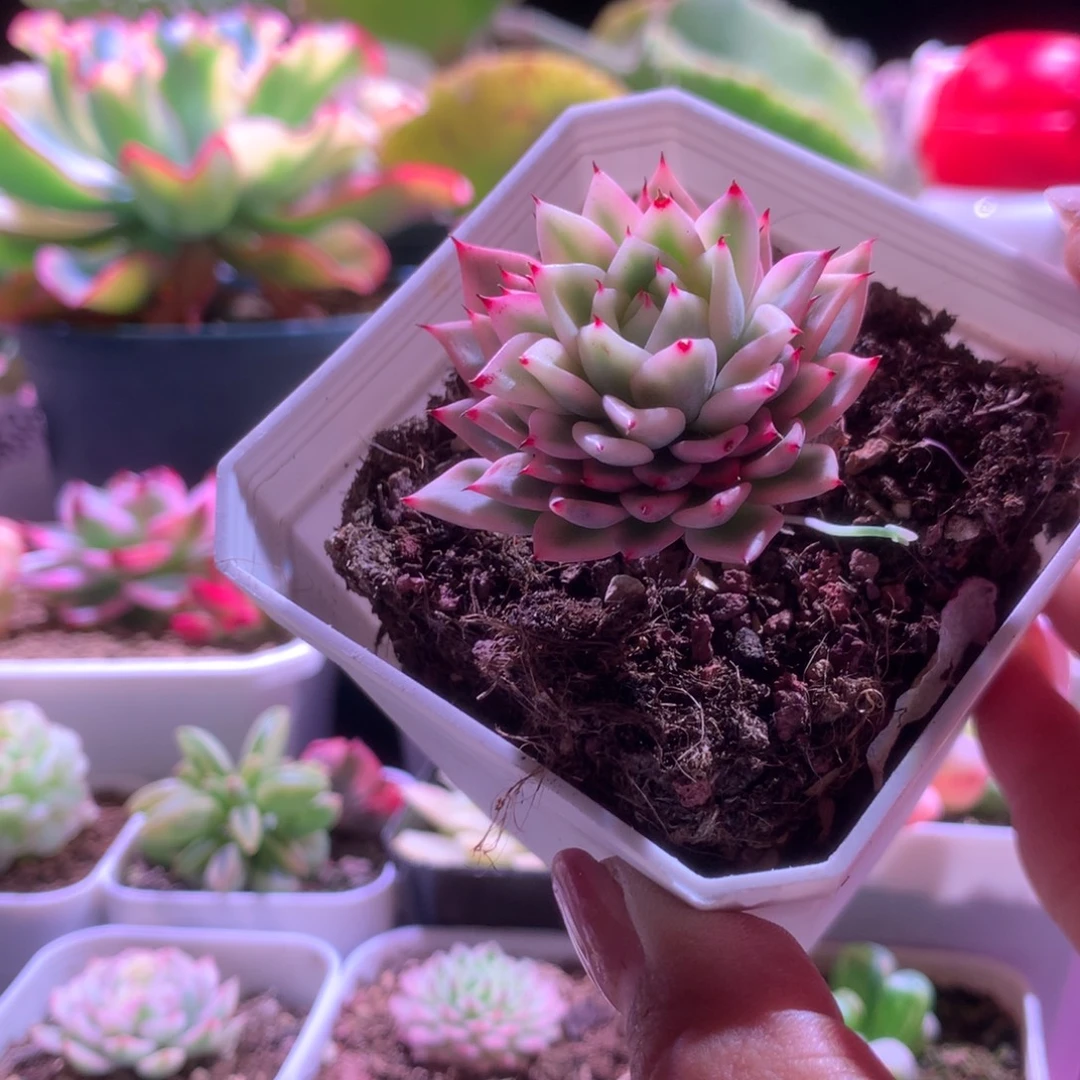 洁尔巴玫瑰覆轮锦有根