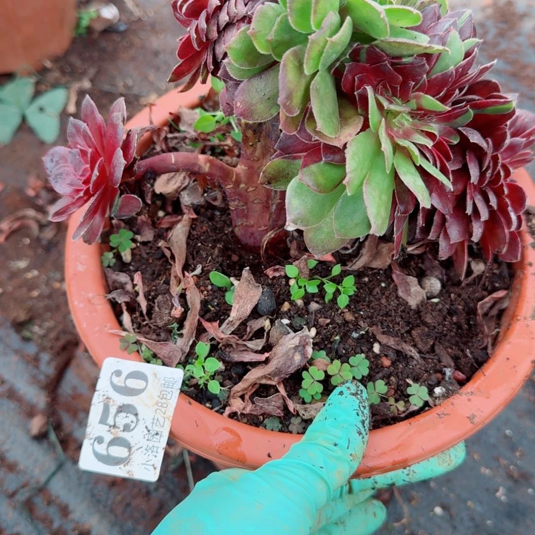 656花花公子缀化多肉植物满28包邮