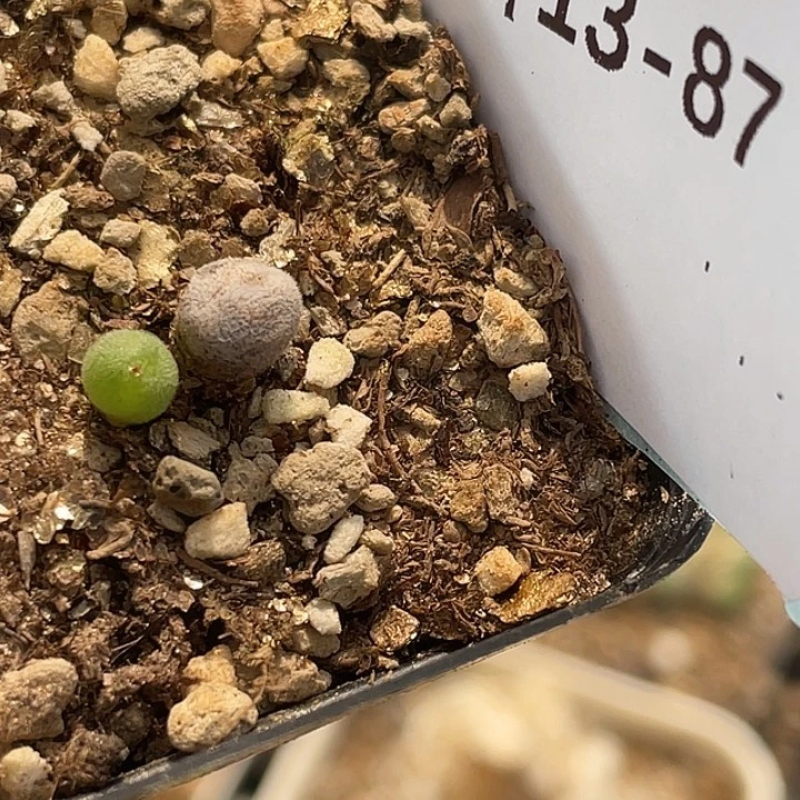 历***师13-87肉锥多肉植物