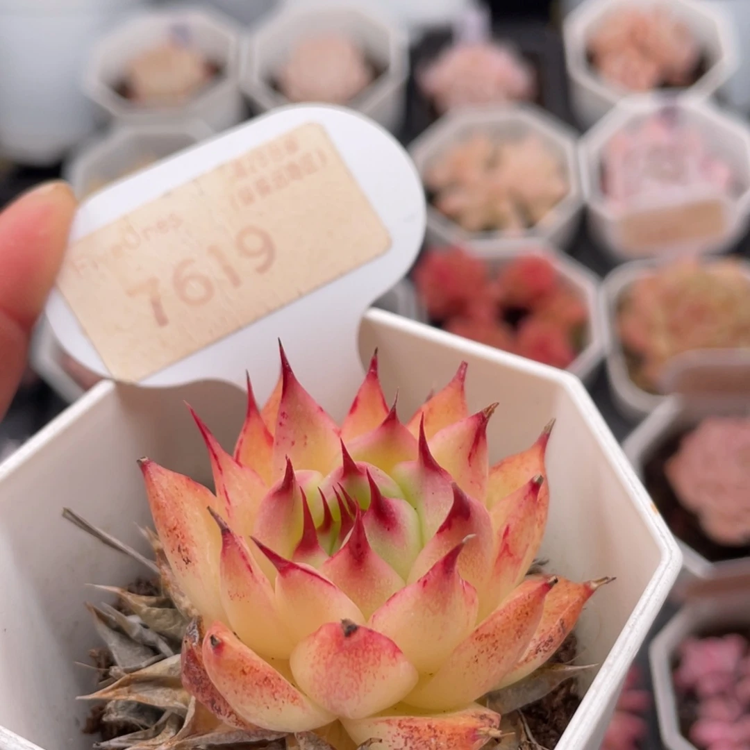 托斯卡内利7619-4.0厘米