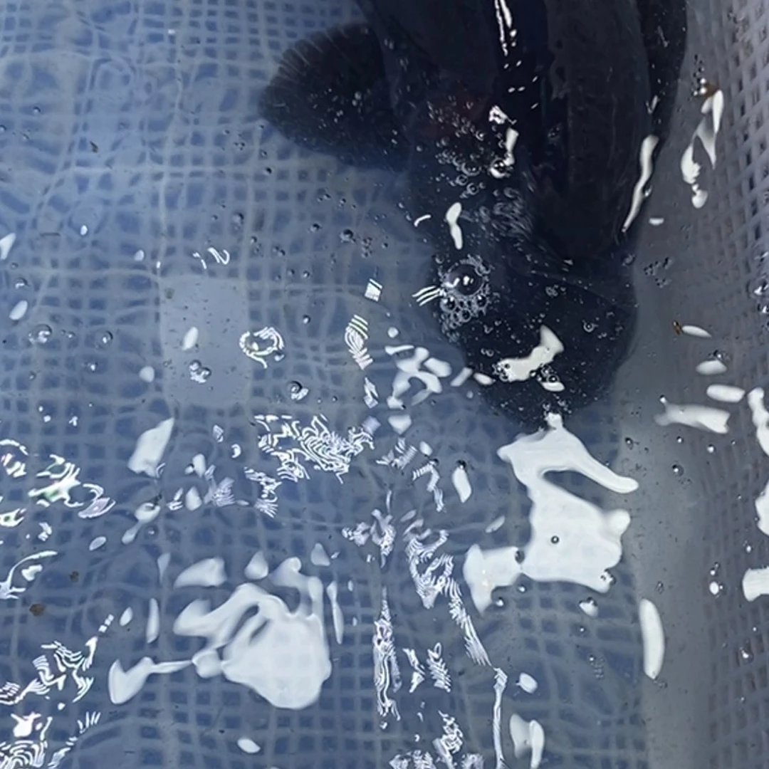 锦鲤冷水锦鲤包邮