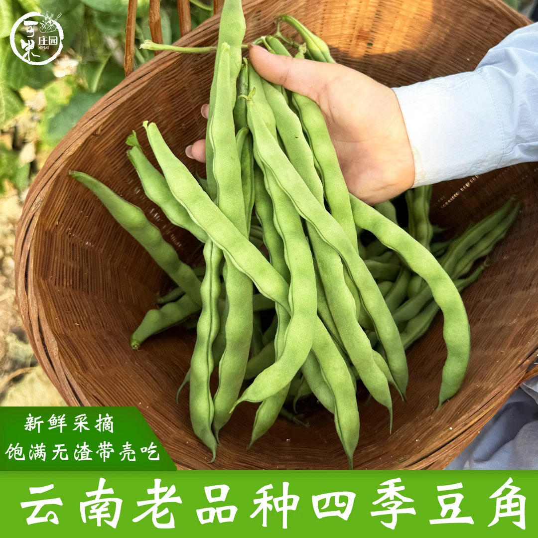 云南四季豆角芸豆本地长扁豆角新鲜蔬菜农家自种青扁豆豆米包邮