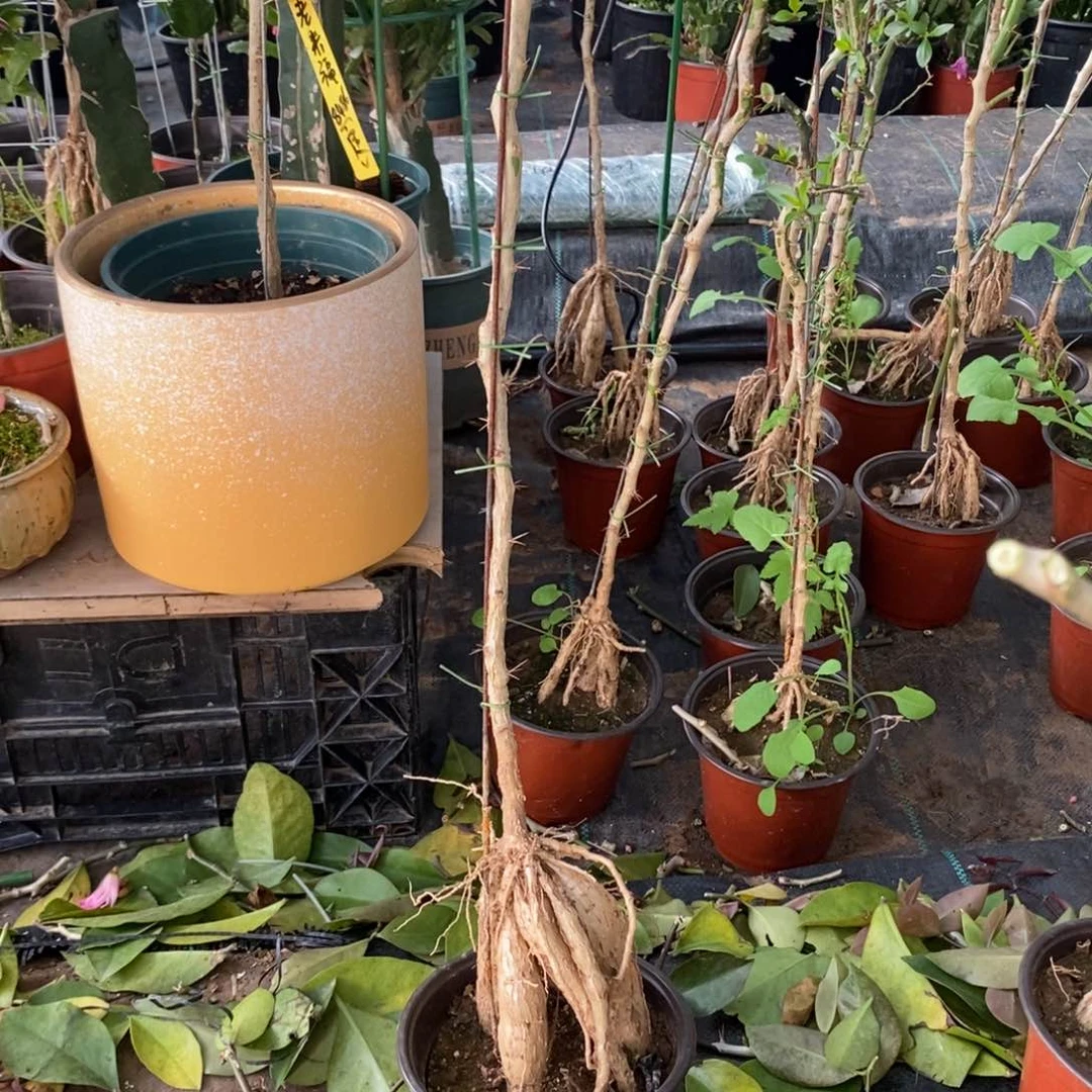 费**代双层月之桂嫁接083寄养