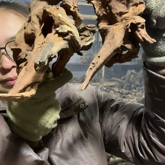 香榧木图*在火琉璃的故事毛料摆件