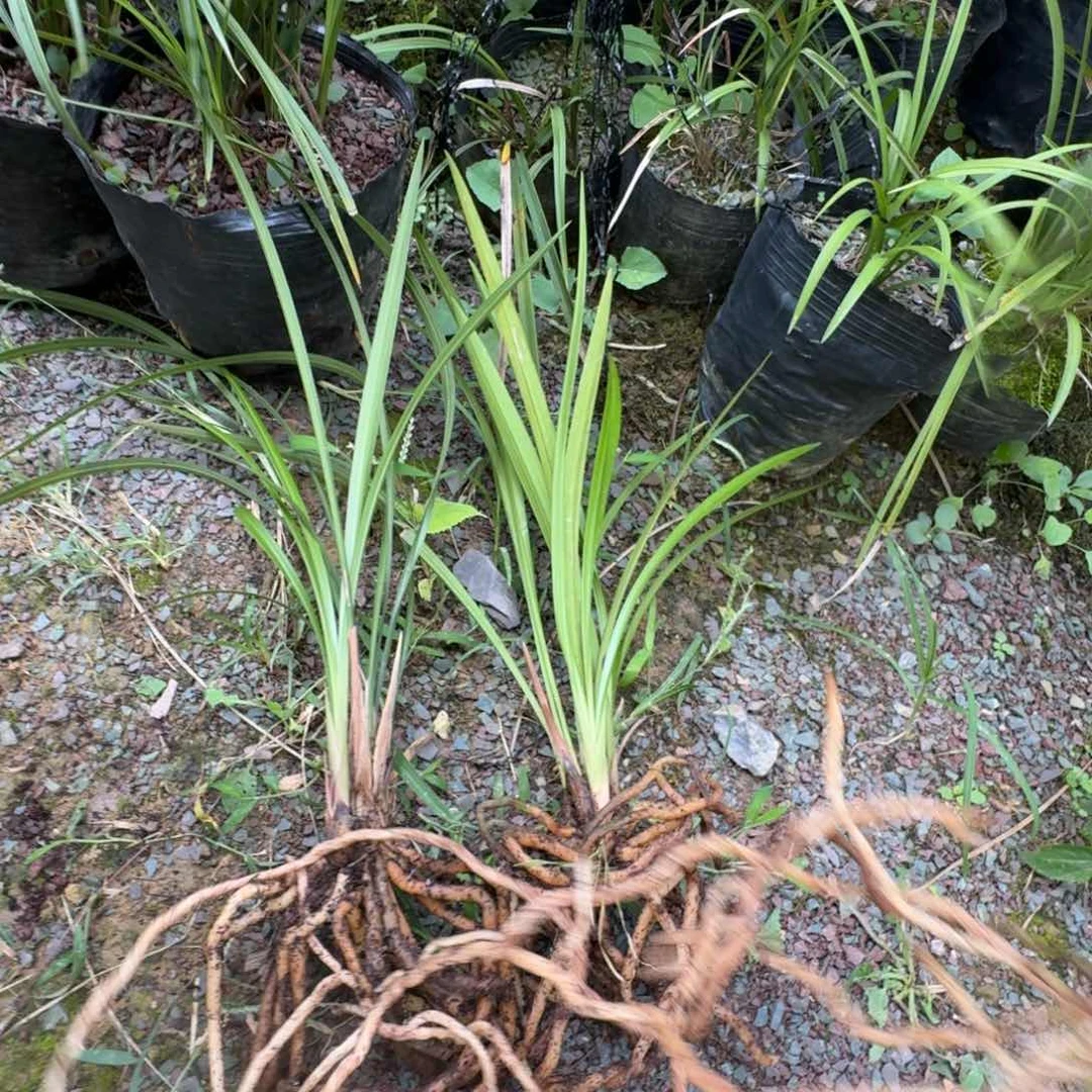 完全开放小*兰花